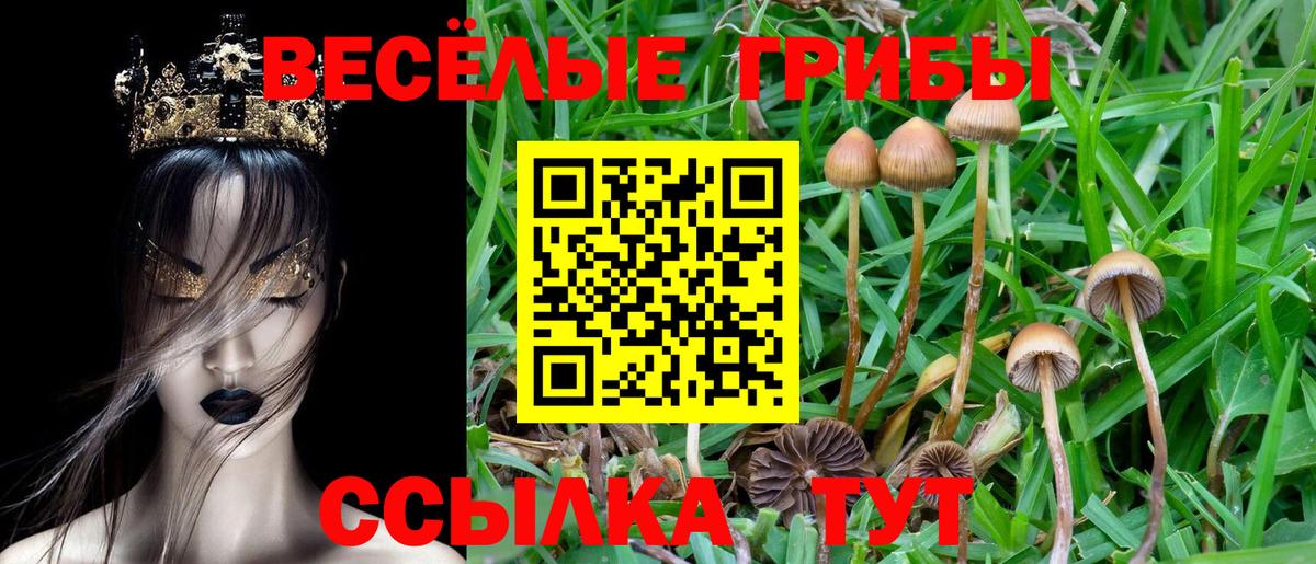 Псилоцибиновые грибы Psilocybe Полевской